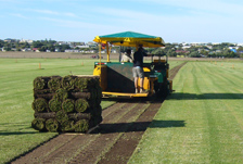 Instant Lawn Adelaide - Turf Farm