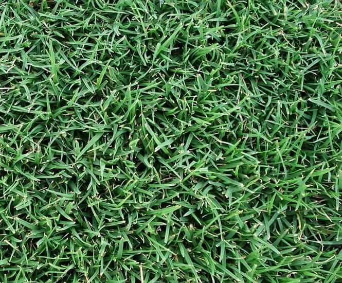 Santa Anna Grass instant turf